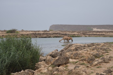 Camels in Wadi Darbat, Taqa, Dhofar, Oman
