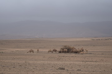 Camels in Salalah, Dhofar, Oman