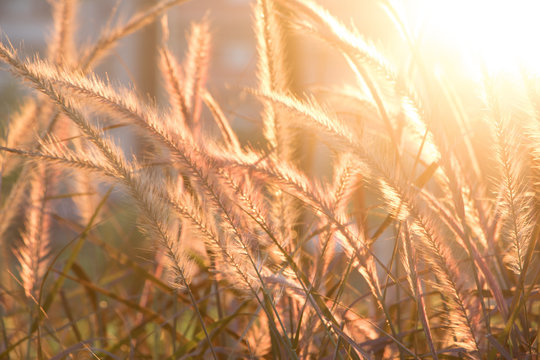 Setaria Viridis in the park at dusk.