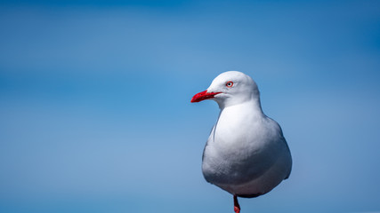 Gull With Sky View Background