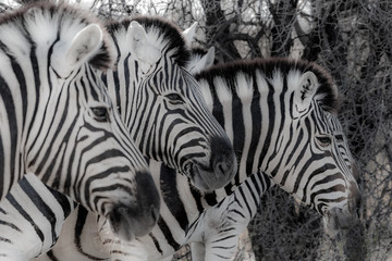 Fototapeta na wymiar Zebras at Etosha national park in Namibia, Africa 