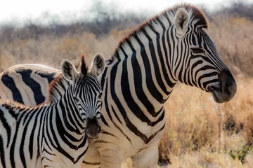 Afwasbaar Fotobehang Zebra Zebras (mother and son) at Etosha national park in Namibia, Africa 
