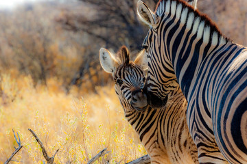 Zebras (mother and son) at Etosha national park in Namibia, Africa	 - obrazy, fototapety, plakaty