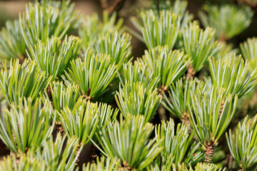 Bonsai - Five leaf pine -