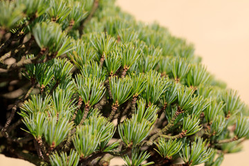 Naklejka na ściany i meble Bonsai - Five leaf pine -