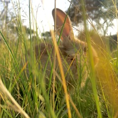 You cant catch me hooman