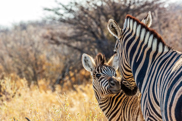 Zebras (mother and son) at Etosha national park in Namibia, Africa	