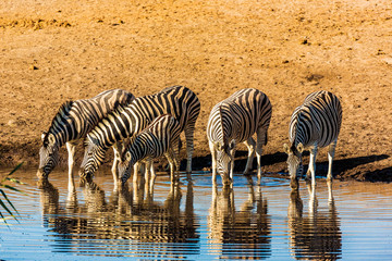 Fototapeta na wymiar Zebras drinking at Etosha national park in Namibia, Africa 