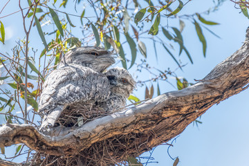 Tawny Frogmouth (Podargus strigoides) with chick peeking