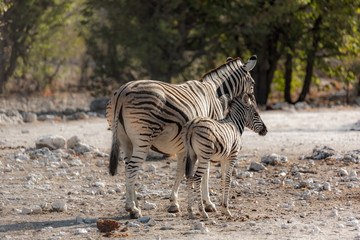 Fototapeta na wymiar Zebras (mother and son) at Etosha national park in Namibia, Africa