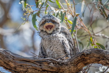Tawny Frogmouth (Podargus strigoides) chick yawning