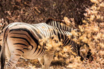 Fototapeta na wymiar A zebra at Etosha national park in Namibia, Africa