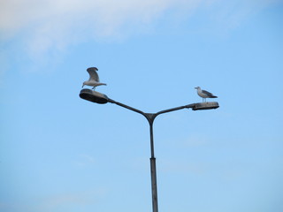 seagulls sitting on top of a lamp post Clear blue sky as a background. Lamp post is filled with bird crap.