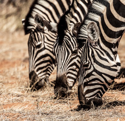 Fototapeta na wymiar Zebras eating at Etosha national park in Namibia, Africa