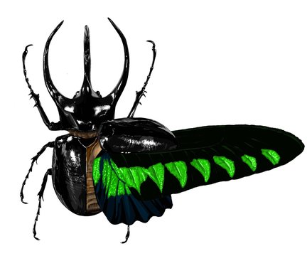 コーカサスオオカブト Images – Browse 19 Stock Photos, Vectors, and