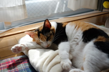 お昼寝タイムの猫