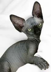 Sphynx kitten relaxing in a woolen blanket. portrait format
