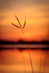 grass flowers with silhouette sunset scene in twilight time