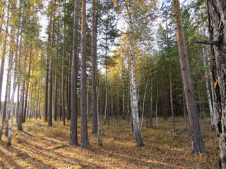 autumn forest