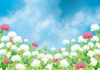 シロツメクサ：シロツメクサ　春　春の花　草原　自然　花　4月　群生　晴天　青空　満開