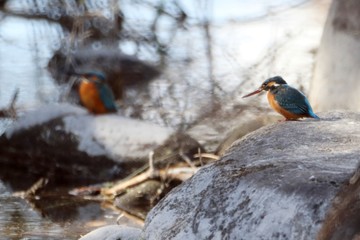 カワセミの休息
