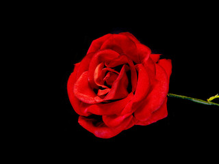 red rose isolated on white background