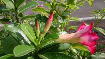 red flower in the garden