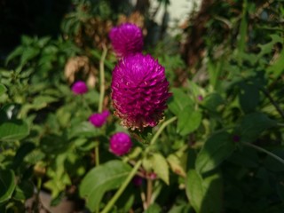 flower in garden