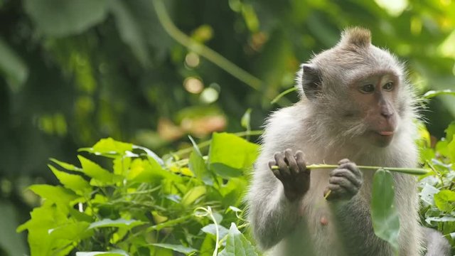 Monkey peeling and eating plant stem, Indonesia