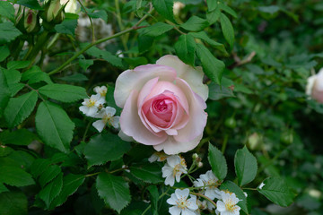 ローズガーデン