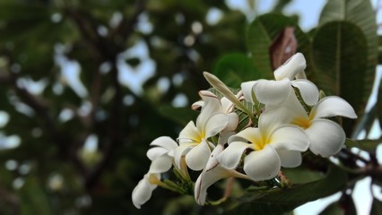 Obraz na płótnie Canvas white flowers of tree in spring
