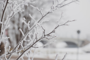 snow covered tree branches on a winter snowy day