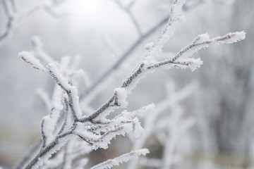 snow covered tree branches on a winter snowy day