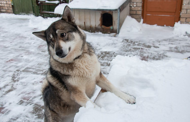 West Siberian husky in the winter on the street in the courtyard of the house