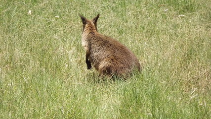 wallaby in grass