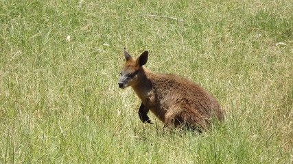wallaby in grass