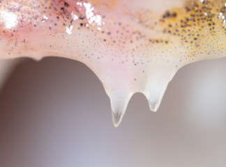 Teeth in the mouth of a fishT