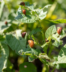 Colorado potato beetle in the garden