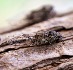 Cicada fly on tree bark