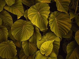 Nature view of green leaves in a dark place with little light for background and wallpaper