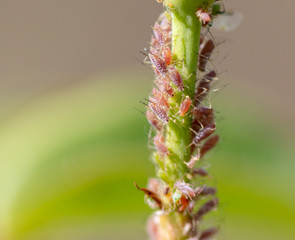 Aphid on a plant in the garden