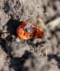 Colorado potato beetle on the ground in the garden