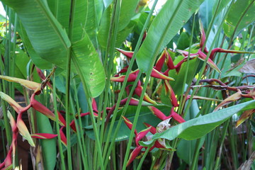 Fototapeta premium Overgrowth and leaves with flowers of tropical plant red
