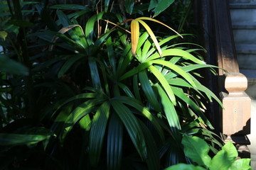 Palm leaves are green and yellow near the stairs