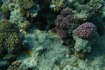 Fototapeta na wymiar Picasso fish swims among corals in the Red Sea, Egypt