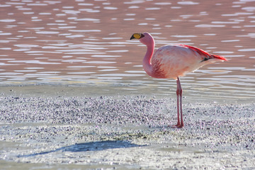 James flamingos (Phoenicoparrus jamesi) against the pink water of Laguna Colorado, Salar de Uyuni,...