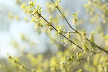 branch of a tree in spring