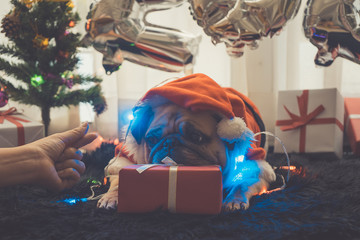 Happy New Year 2020, Merry Christmas, holidays and celebration, Puppy pets bored sleeping rest in room with Christmas tree. Pug dog in Santa Claus costume hat with gift box and sock in background.
