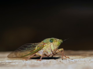 Close-up a Cicada (Cicadoidea) perching on wood with dark shadow nature background.