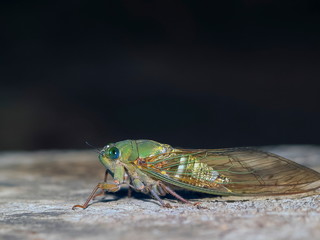 Close-up a Cicada (Cicadoidea) perching on wood with dark shadow nature background.